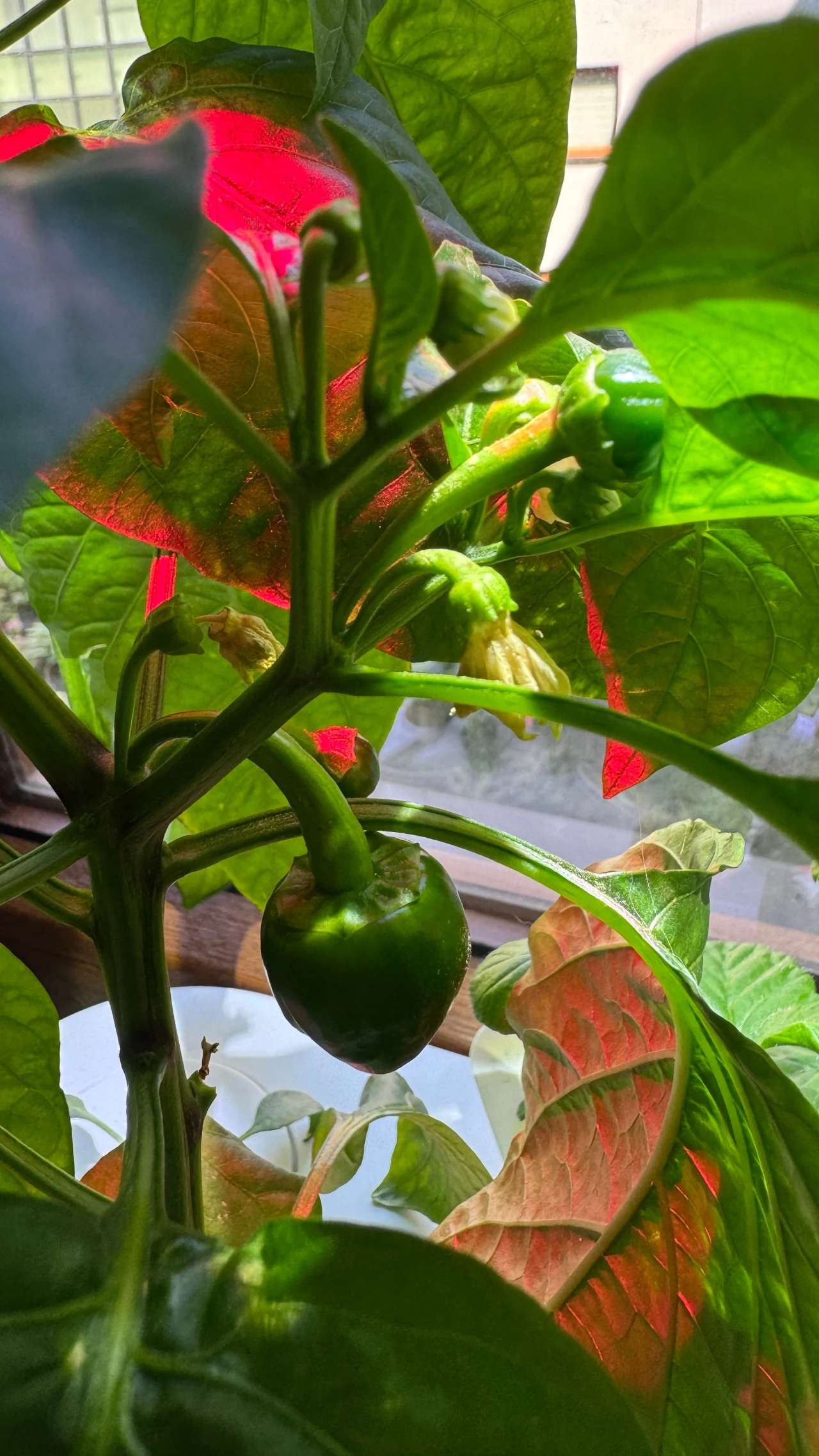 Zielona papryka rosnąca na roślinie w doniczce przy oknie, widoczne liście oraz młode owoce w otoczeniu naturalnego światła.