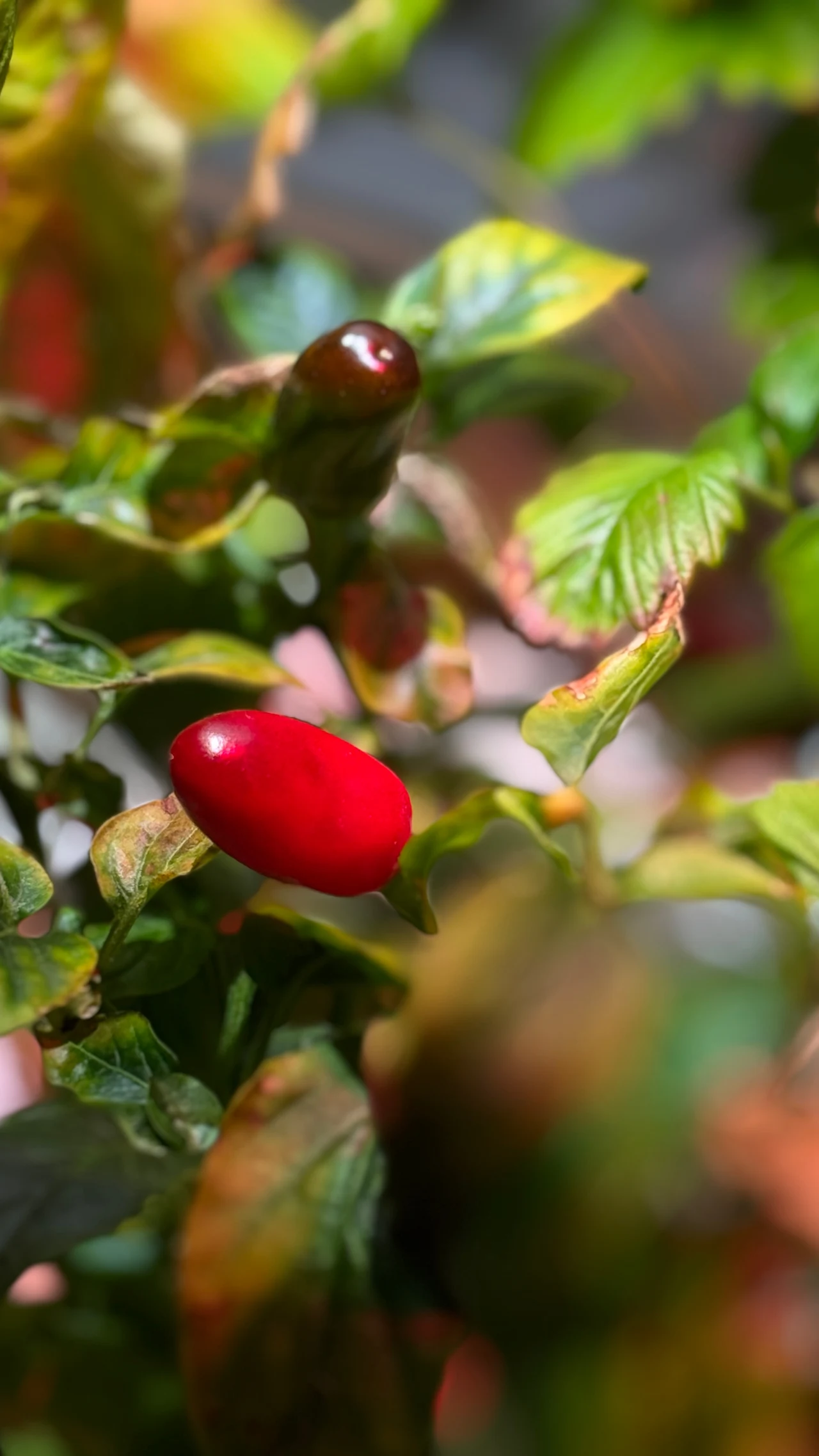 Jasnoczerwona jagoda na tle zielonych i częściowo zaschniętych liści, otoczona naturalnym światłem, z rozmytym tłem podkreślającym roślinę.
