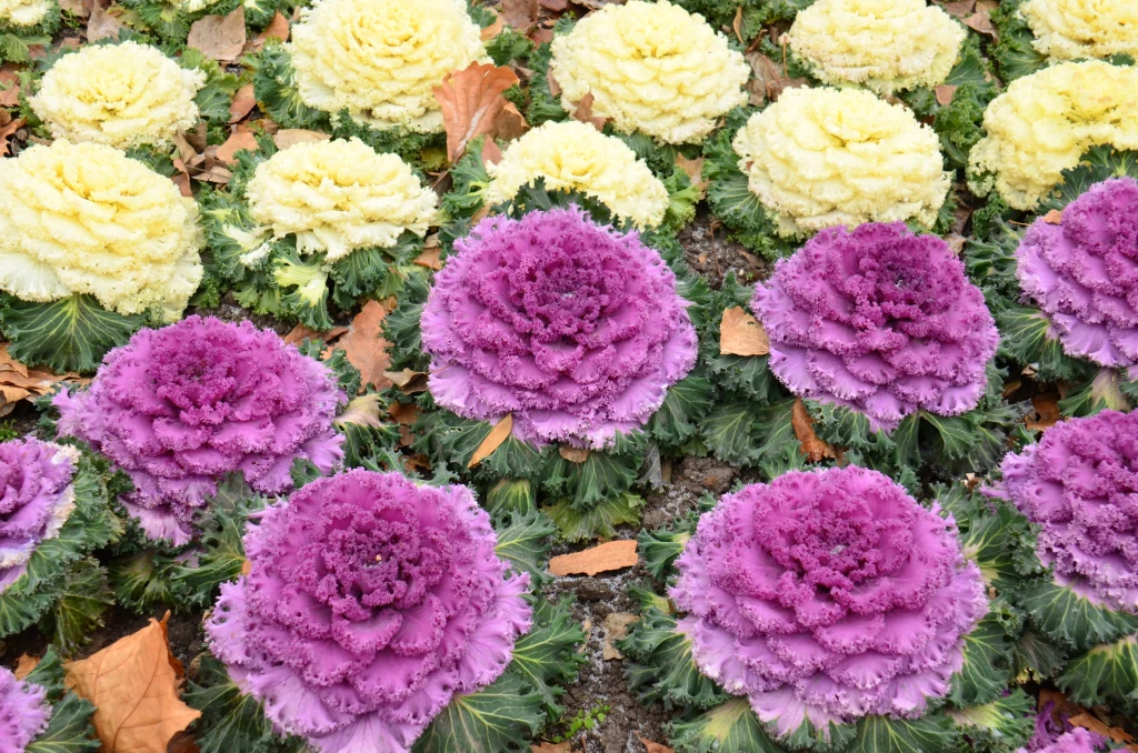 Szukasz trwałych kwiatów na cmentarz? Zainteresuj się kapustą ozdobną Szukasz trwałych kwiatów na cmentarz? Zainteresuj się kapustą ozdobną