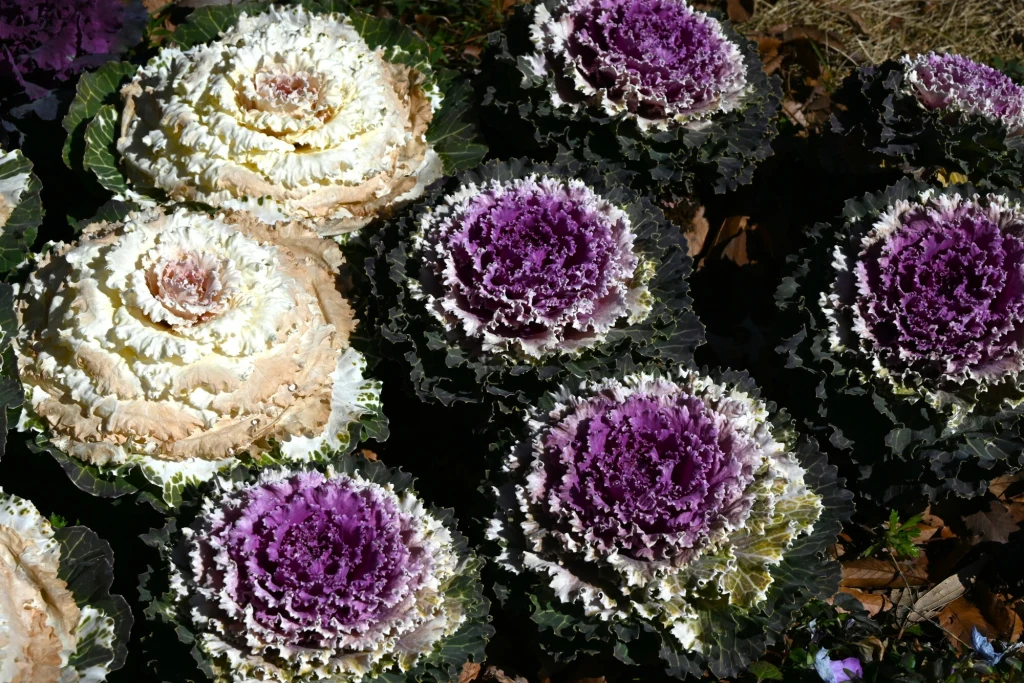 Karbowane liście i duży wybór kolorów - to tylko część zalet kapusty ozdobnej Różnokolorowe ozdobne kapusty z dekoracyjnymi liśćmi w odcieniach bieli, kremu oraz fioletu rosną w ogrodzie, otoczone suchymi liśćmi.
