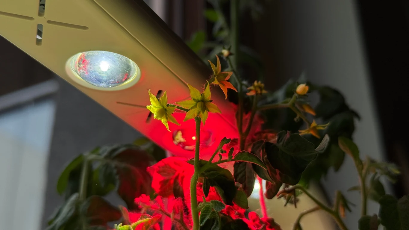 Gałązka pomidora z żółtymi kwiatami oświetlona przez lampę LED emitującą czerwone światło, widoczne liście i pędy rośliny w tle.