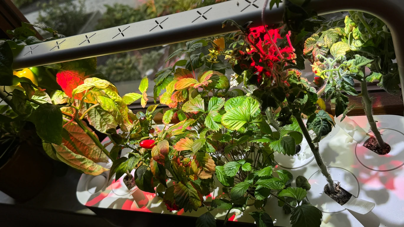 Doniczki z różnymi roślinami ustawione pod sztucznym oświetleniem LED, widoczne liście o różnych kształtach i odcieniach zieleni, niektóre rośliny mają czerwone kwiaty i owoce, światło rzuca kolorowe refleksy na liście.