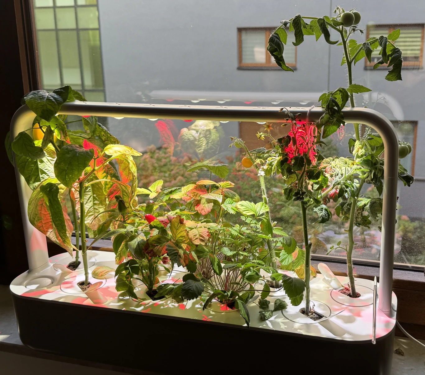 Doniczkowy ogród wertykalny z kilkoma roślinami uprawianymi pod sztucznym oświetleniem LED, ustawiony na parapecie przy oknie z widokiem na inne budynki.