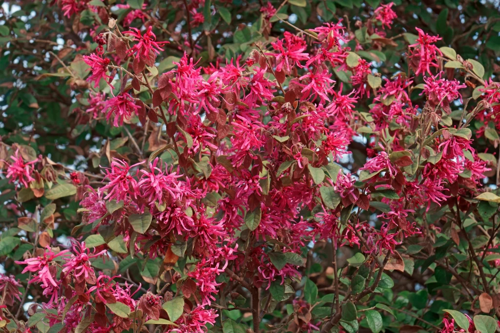 Loropetalum chińskie to niesamowita roślina. Bajecznie kwitnie zimą Loropetalum chińskie to niesamowita roślina. Bajecznie kwitnie zimą