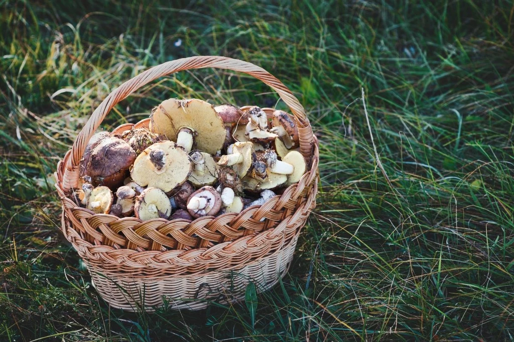Zbieranie grzybów może być traktowane jak kłusownictwo