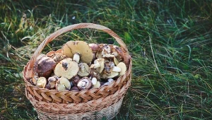 W tych lasach zaczęły się kontrole. Możliwe słone mandaty za grzybobranie