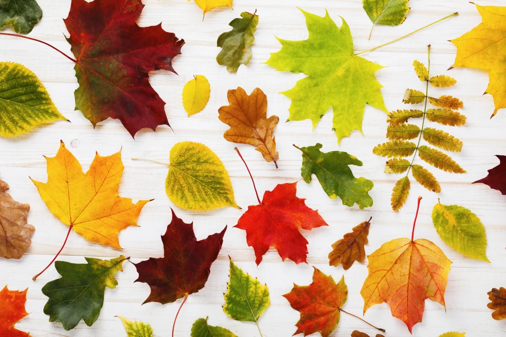 Sprawdź, ile liści jesteś w stanie rozpoznać. Czy dużo zostało w pamięci z czasów szkolnych? Sprawdź, ile liści jesteś w stanie rozpoznać. Czy dużo zostało w pamięci z czasów szkolnych?