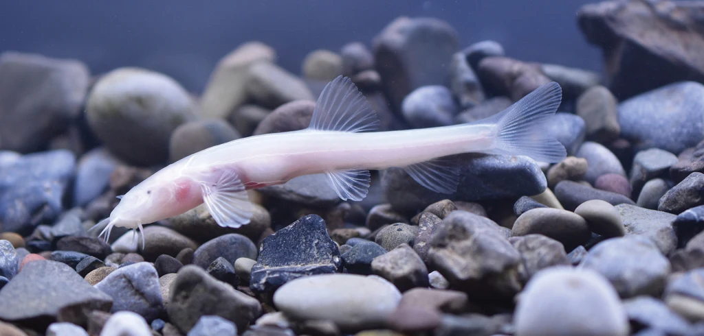 U Triplophysa baishuijiangensis odnotowano też dymorfizm płciowy. Samce i samice różnią się m.in. kształtem głowy. Biała ryba o wydłużonym ciele, pozbawiona pigmentu i oczu, leży na kolorowych kamieniach na dnie akwarium lub strumienia.