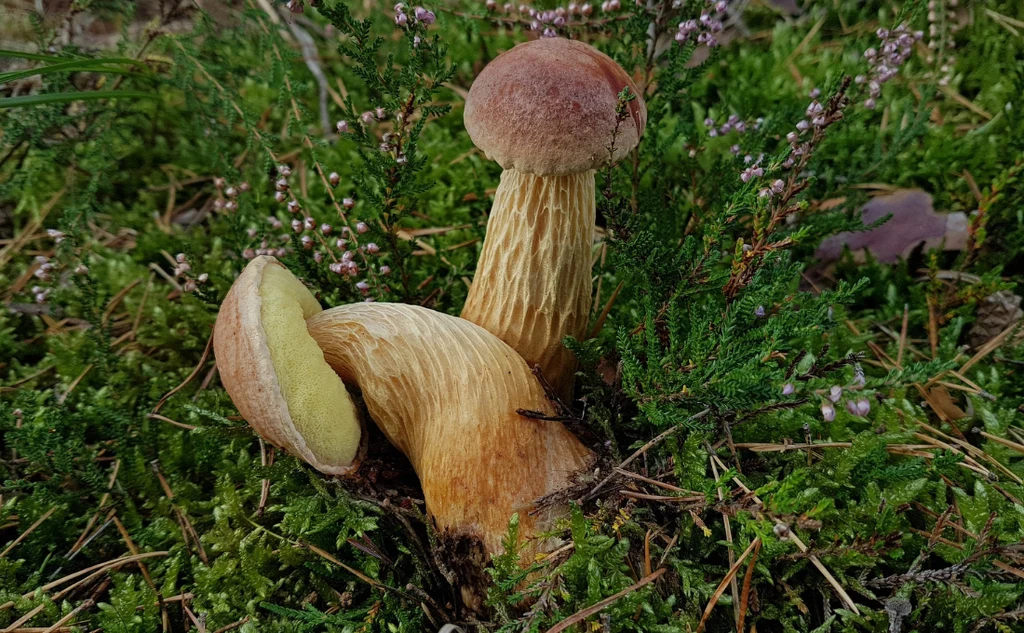 Złotoborowik wysmukły, inaczej borowik amerykański Złotoborowik wysmukły, inaczej borowik amerykański