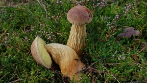 Złotoborowik wysmukły, inaczej borowik amerykański