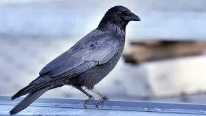 Można go pomylić z gawronem. Ornitolodzy dyskutują, czy w ogóle istnieje