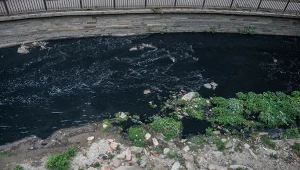 Ryby nafaszerowane lekami. Polacy wymyślili sposób na odtrucie rzek