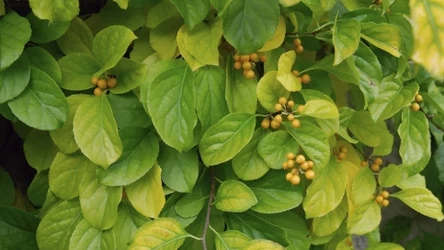 Dławisz okrągłolistny. Jego uprawa będzie zakazana w Polsce