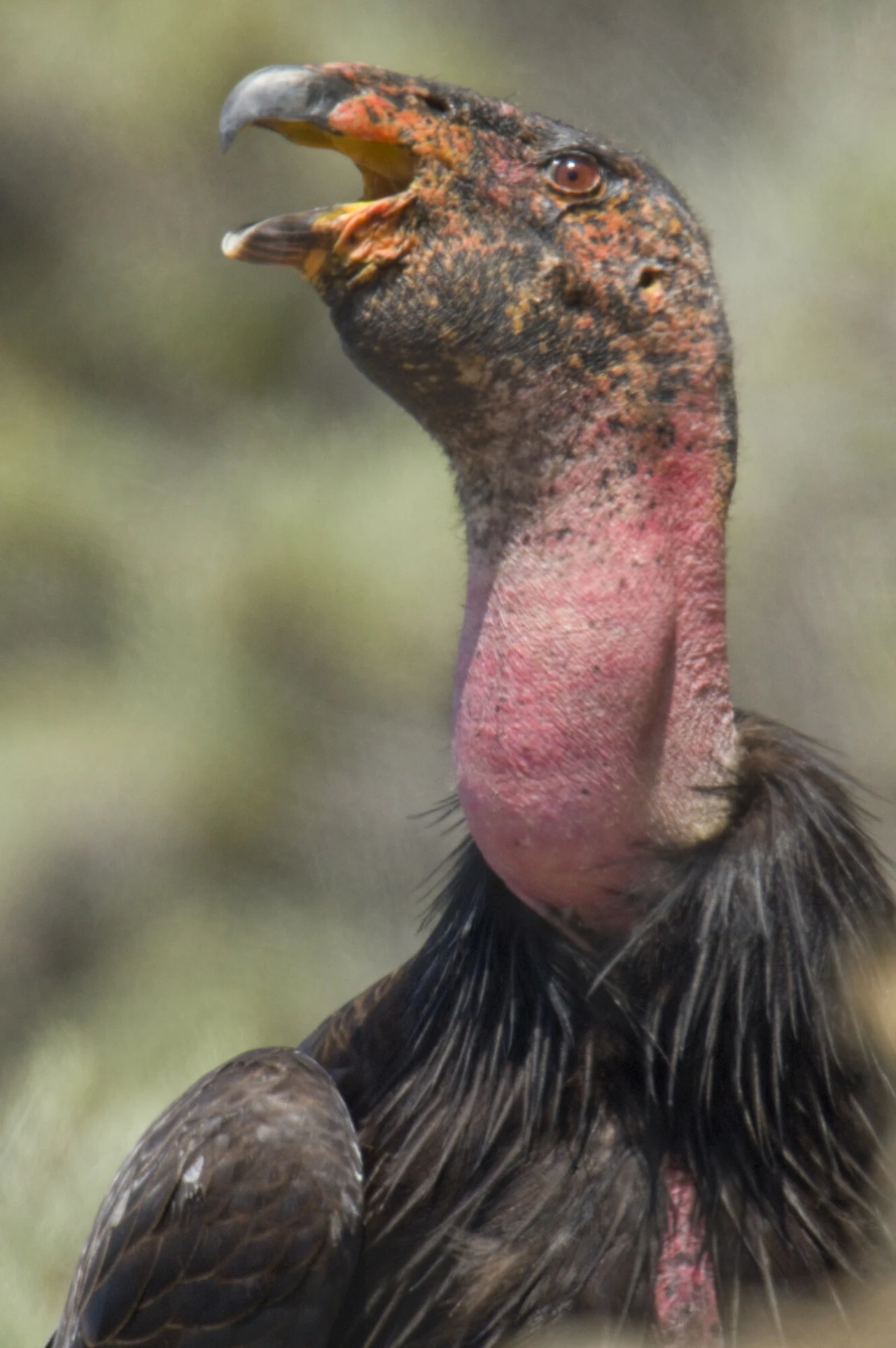 Kondor kalifornijski wciąż jest rzadki i zagrożony Duży ptak z nagą, różową szyją i zakrzywionym dziobem, którego ciemne pióra kontrastują z bladą, pomarańczowo-czerwoną skórą na głowie i szyi; ptak ma otwarty dziób, jakby wydawał dźwięk.