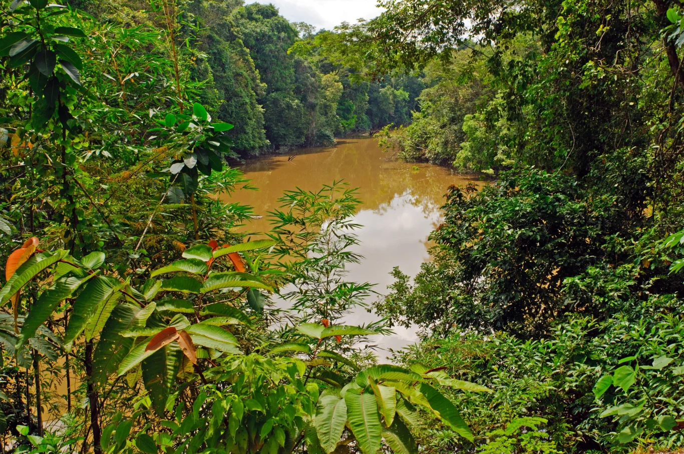 Amazonia skrywała zaawansowaną cywilizację? Naukowcy odkryli 955 tras Zdjęcie z amazońskiej dżungli