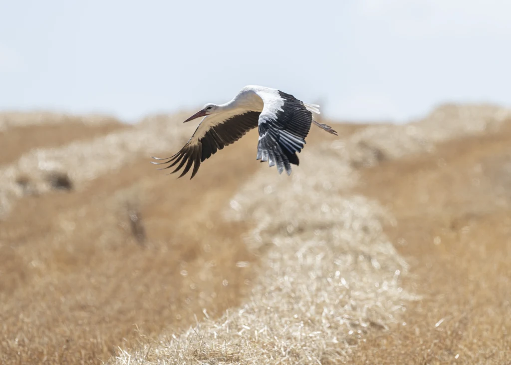 Bociany przepadły gdzieś na terenie Sudanu