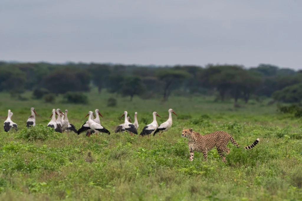 Gepard chodzi po zielonej sawannie, w tle grupa bocianów stojących razem na tle rozległego krajobrazu z rozproszonymi drzewami i pochmurnym niebem.