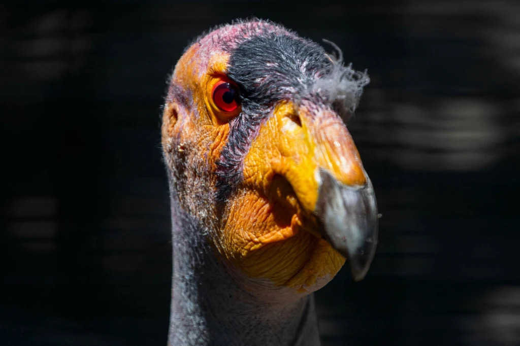 Populacja kondorów kalifornijskich odradza się. Ale ptakom znów zagraża amunicja ołowiowa Populacja kondorów kalifornijskich odradza się. Ale ptakom znów zagraża amunicja ołowiowa