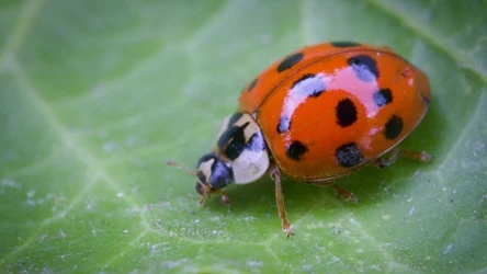 Biedronka azjatycka stanowi poważne zagrożenie dla rodzimych gatunków biedronek