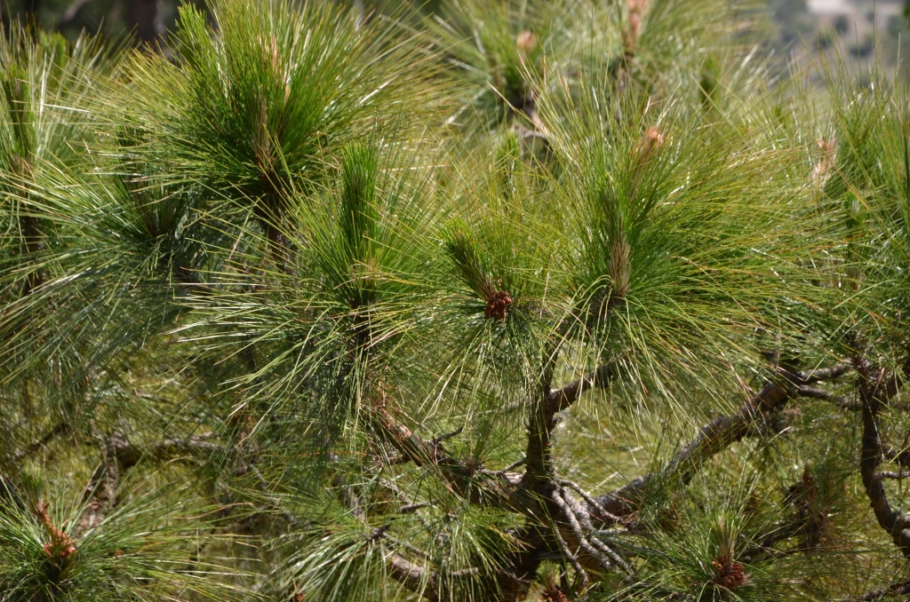 Prawdziwa perła wśród drzew iglastych Prawdziwa perła wśród drzew iglastych