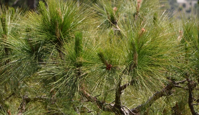 Prawdziwa perła wśród drzew iglastych