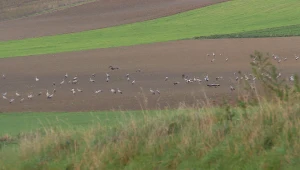 Setki dzikich żurawi latają nad Polską tam i z powrotem. Co się dzieje?