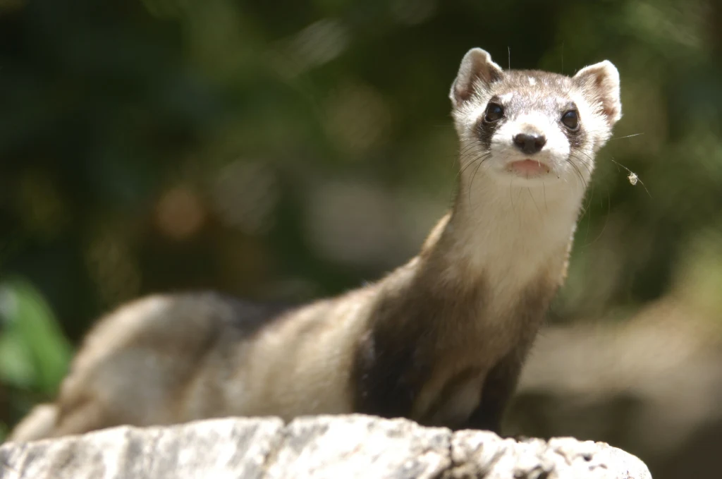 Gronostaj wpatruje się ciekawie w obiektyw, stojąc na kamieniu, z rozmytym, zielonym tłem lasu w tle