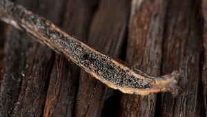 Dzięki tym ziarenkom przestaniesz jeść słodycze. Wzmocnisz serce i układ pokarmowy