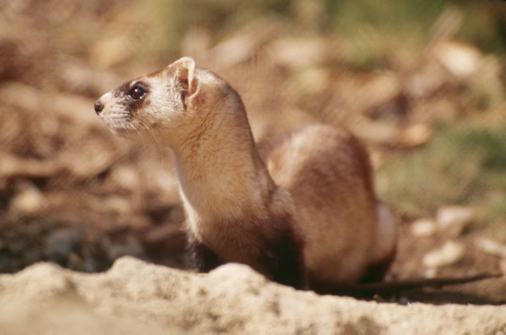 Przepiękny tchórz czarnołapy z Ameryki Północnej Gronostaj stojący na ziemi, z jasnobrązowym futrem i ciemniejszymi plamami przy łapach oraz przy pysku, w tle rozmyte elementy naturalnego otoczenia.
