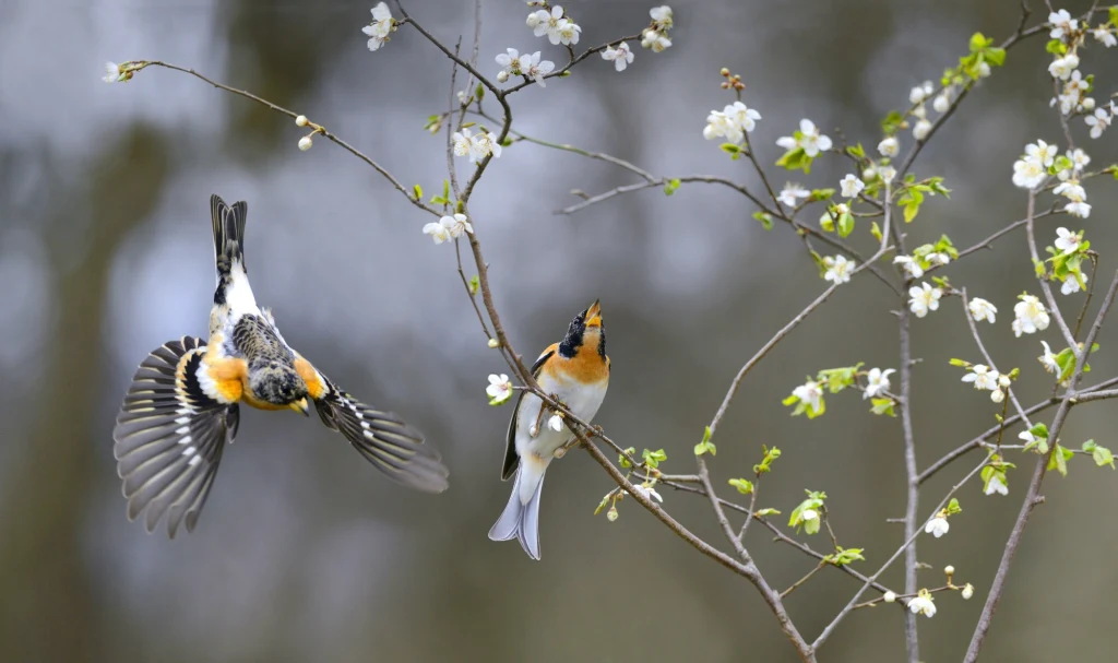Jery są ptakami przylatującym do nas z Północy Jery są ptakami przylatującym do nas z Północy