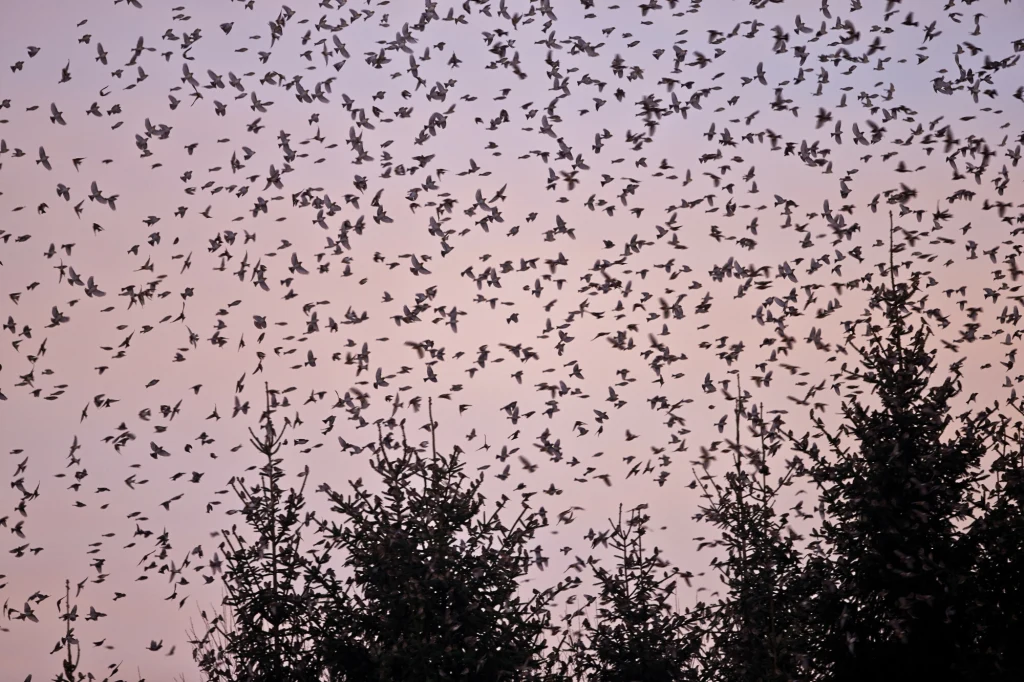 Gigantyczne stado migrujących jerów sfotografowane w Niemczech Stado ptaków lecących nad wierzchołkami świerków podczas zachodu słońca, niebo ma różowo-fioletowe zabarwienie.