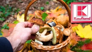 Grzybowe szaleństwo w Kauflandzie. Zrób zapasy, póki trwa promocja!