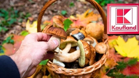 Grzybowe szaleństwo w Kauflandzie!