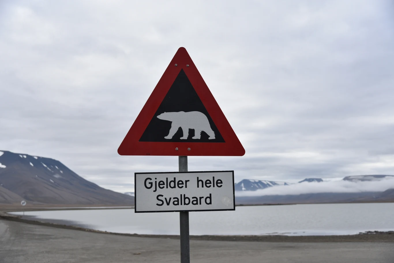 Na Svalbardzie trzeba uważać na niedźwiedzie polarne 