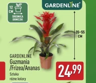 Guzmania Gardenline