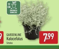 Kalocefalus Gardenline