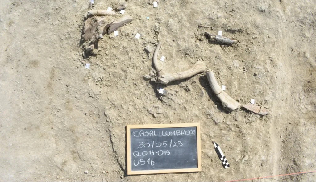 Najstarszy warsztat świata? Włosi odkryli miejsce, gdzie ludzie robili narzędzia z kości słonia