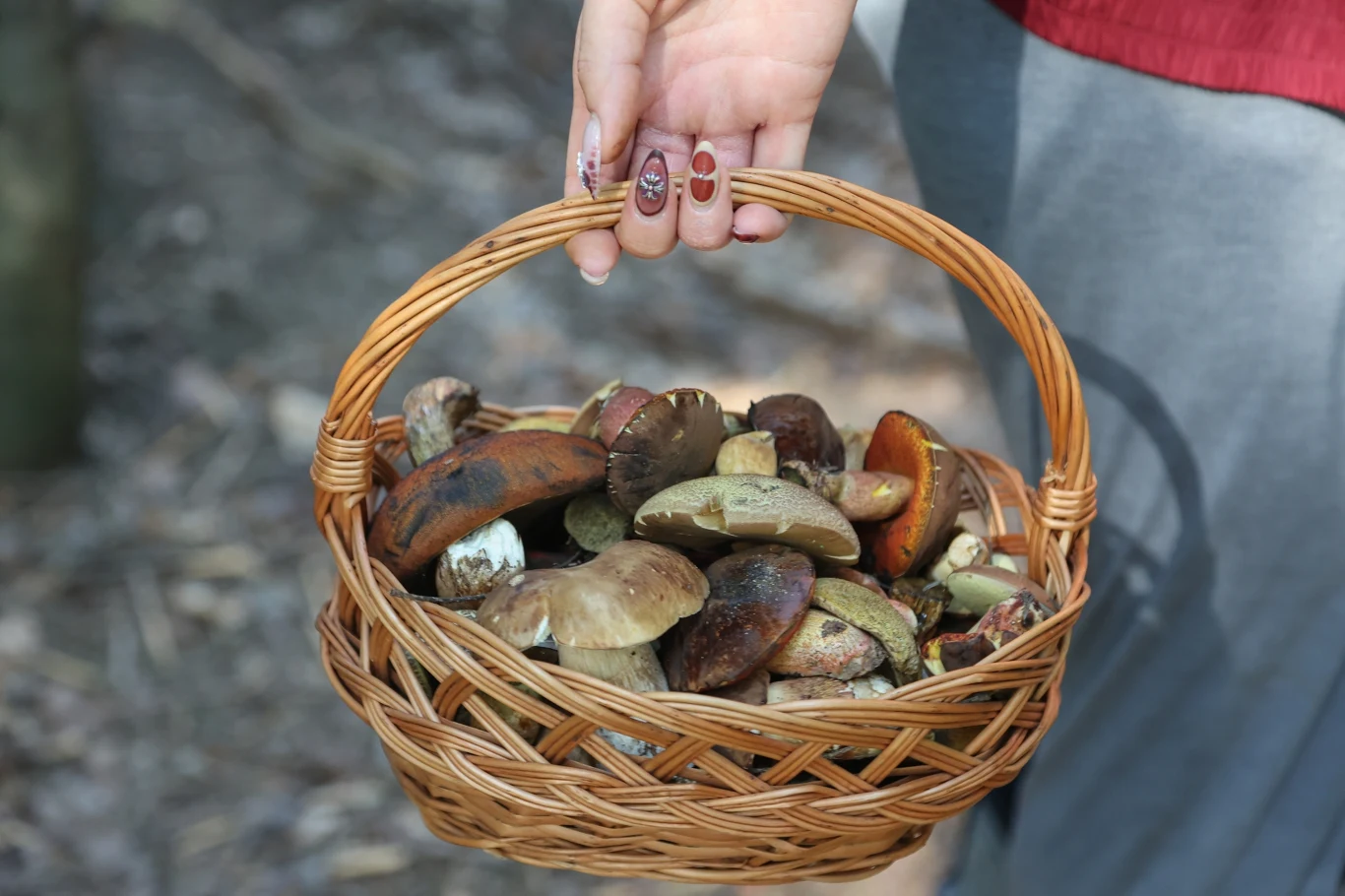Gdzie szukać grzybów w okolicy Krakowa? Warto odwiedzić to miejsce. Gdzie szukać grzybów w okolicy Krakowa? Warto odwiedzić to miejsce.