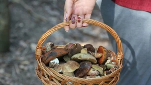 W tym lesie znajdziesz najwięcej grzybów. Rzut beretem od Krakowa