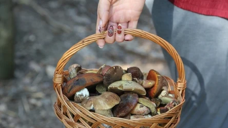 Gdzie szukać grzybów w okolicy Krakowa? Warto odwiedzić to miejsce.