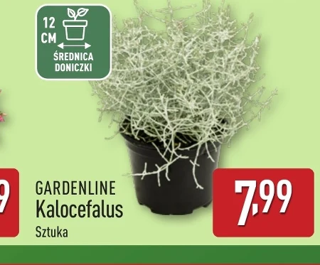 Kalocefalus Gardenline