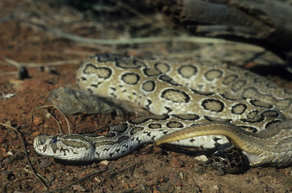 Jadowity wąż leżący na suchym, kamienistym podłożu, z wyraźnym wzorem na grzbiecie i groźnym spojrzeniem, otoczenie naturalne, elementy suchej roślinności i skał.