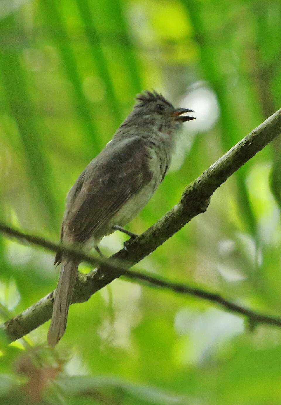 Bławatowiec krzykliwy jest może niepozorny, ale dźwięki wydaje niesamowite Mały ptak o szarobrązowym upierzeniu siedzący na cienkiej gałęzi wśród gęstej zieleni, z lekko rozchylonym dziobem jakby śpiewał lub nawoływał