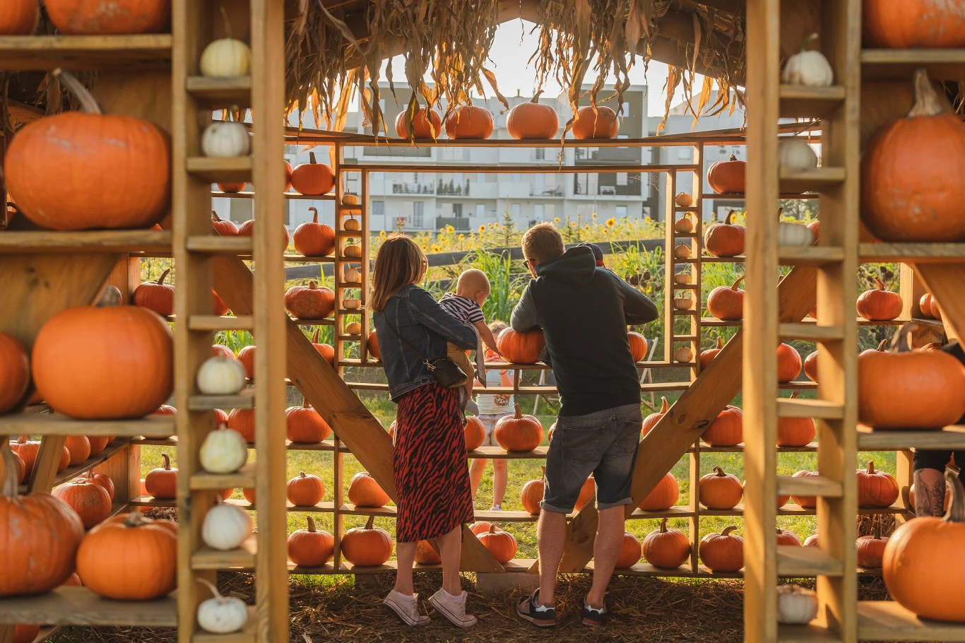 10 października w Gliwicach startuje Dyniowe Miasteczko 10 października w Gliwicach startuje Dyniowe Miasteczko