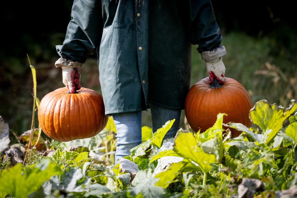 Zaletą samozbiorów są znacznie niższe ceny w porównaniu do sklepów i targów Zaletą samozbiorów są znacznie niższe ceny w porównaniu do sklepów i targów