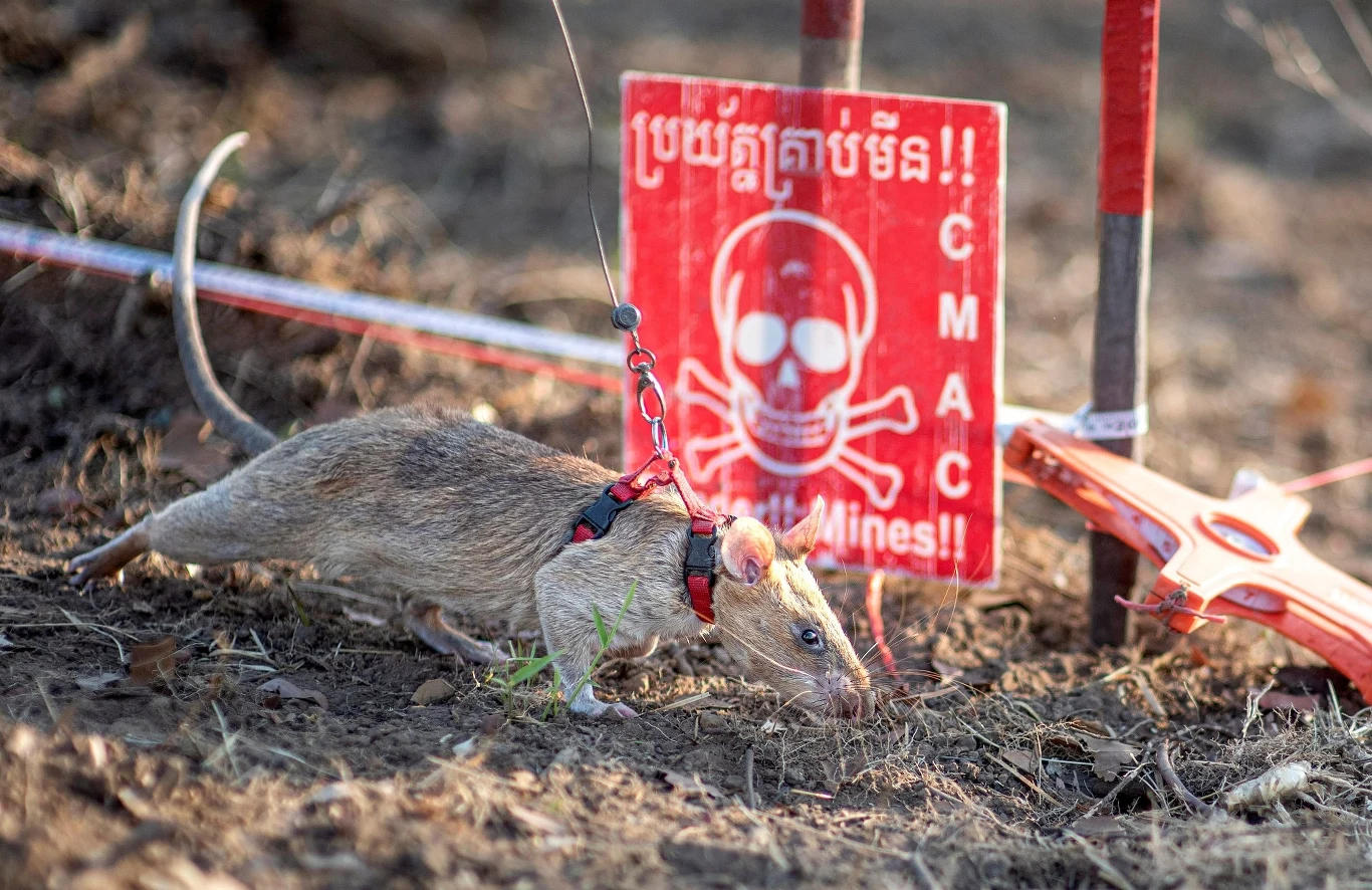 Wielkoszur gambijski Ronin odnalazł 109 min lądowych i 15 innych potencjalnie śmiercionośnych pozostałości wojennych i trafił do Księgi Rekordów Guinnessa