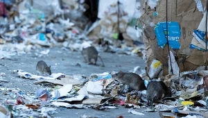 Szczury wśród śmieci w sortowani odpadów komunalnych Batignolles na zachodzie Paryża