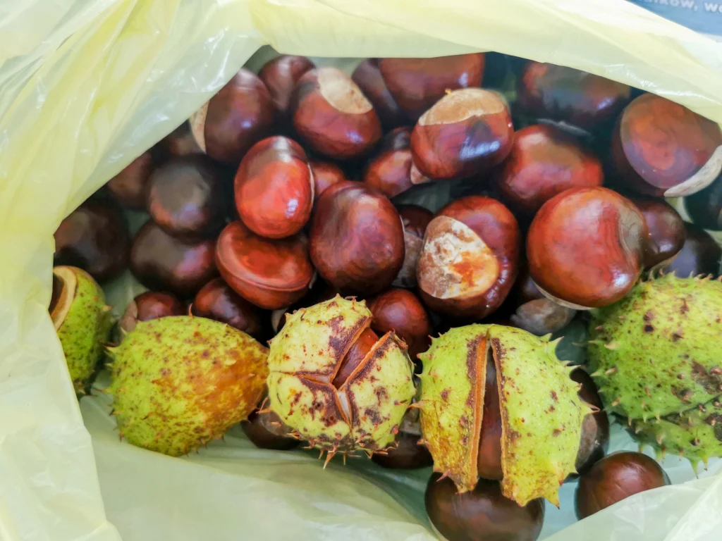 Ceny kasztanów w skupach niższe niż przed rokiem