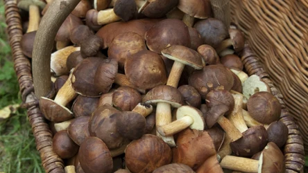 Gdzie na grzyby? Mamy wieści z całej Polski