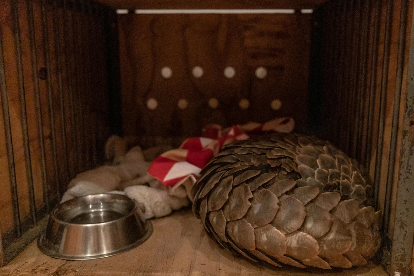 Pangolin zwinięty w kulę leży w drewnianej klatce, obok znajduje się metalowa miska na wodę oraz kawałek czerwono-białej tkaniny i koc.